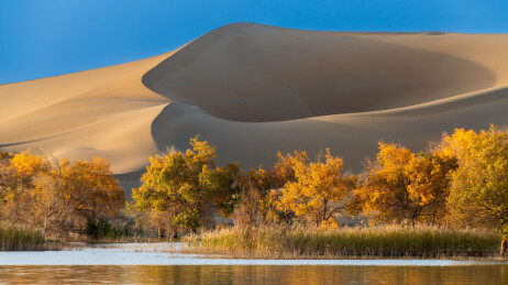中国新疆巴州尉犁葫芦岛胡杨林风光