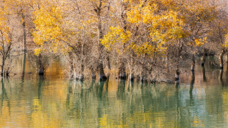 中国新疆巴州尉犁葫芦岛胡杨林风光