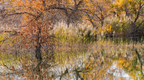中国新疆巴州尉犁葫芦岛胡杨林风光