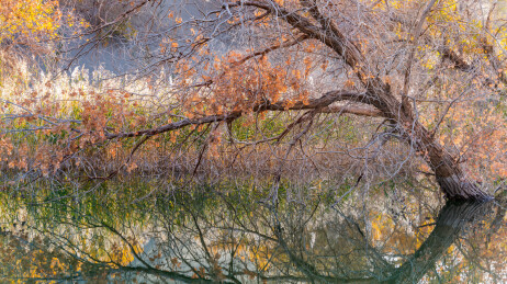 中国新疆巴州尉犁葫芦岛胡杨林风光
