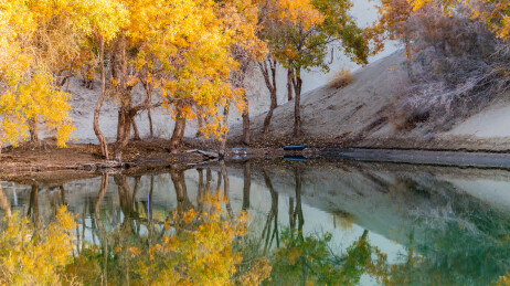 中国新疆巴州尉犁葫芦岛胡杨林风光