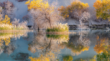 中国新疆巴州尉犁葫芦岛胡杨林风光