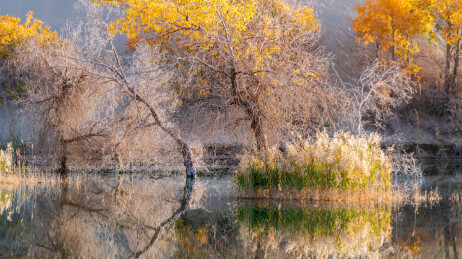 中国新疆巴州尉犁葫芦岛胡杨林风光