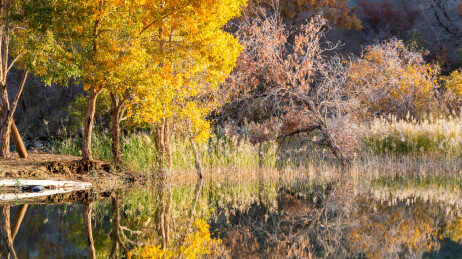 中国新疆巴州尉犁葫芦岛胡杨林风光