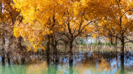 中国新疆巴州尉犁葫芦岛胡杨林风光