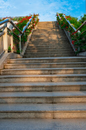 福州交通道路天桥上长满了三角梅