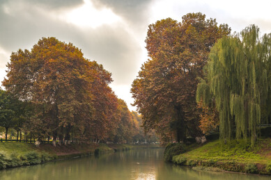 秋韵驷马梧桐畔