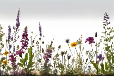 白色背景的野花