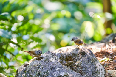 户外森林里栖息的野生鸟类