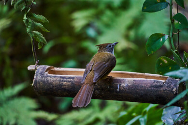 户外森林里栖息的野生鸟类