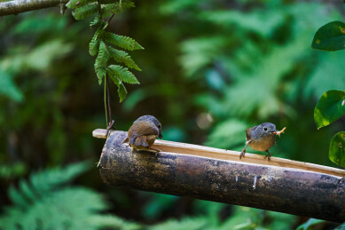 户外森林里栖息的野生鸟类