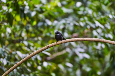户外森林里栖息的野生鸟类