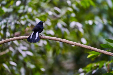 户外森林里栖息的野生鸟类