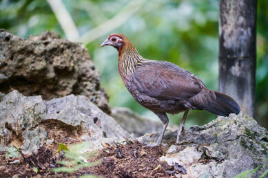 户外森林里栖息的野生鸟类