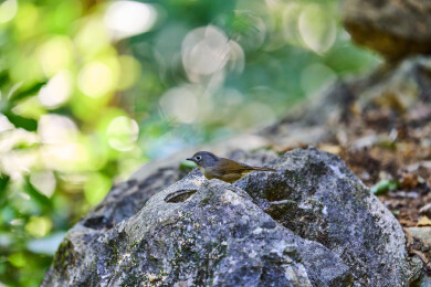 户外森林里栖息的野生鸟类