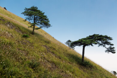 斜坡草甸迎客松