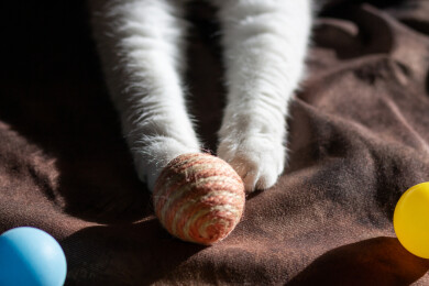 高视角下桌子绒布上的猫爪与多彩乒乓球特写