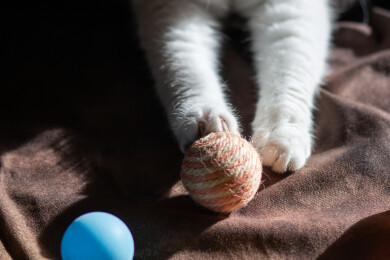 高视角下桌子绒布上的猫爪与多彩乒乓球特写