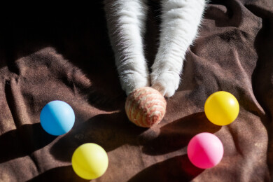 高视角下桌子绒布上的猫爪与多彩乒乓球特写