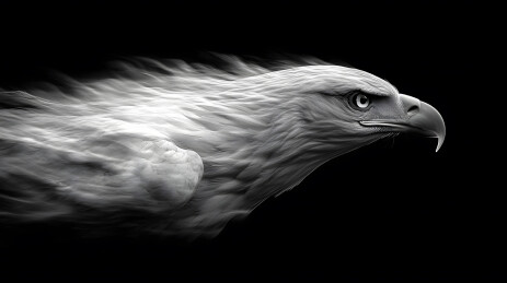 黑白雄鹰运动模糊