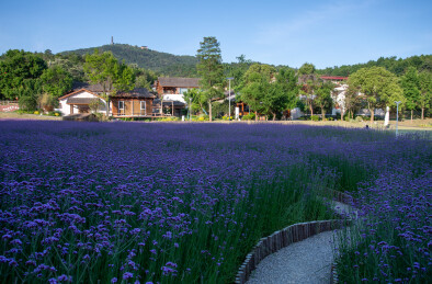 庐江冶父山许山里马鞭草花海