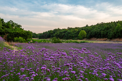 庐江冶父山许山里马鞭草花海