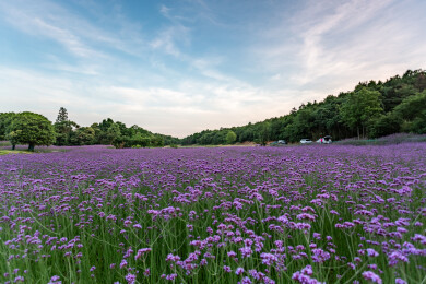 庐江冶父山许山里马鞭草花海
