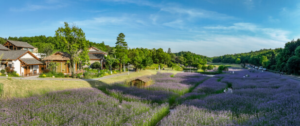 庐江冶父山许山里马鞭草花海