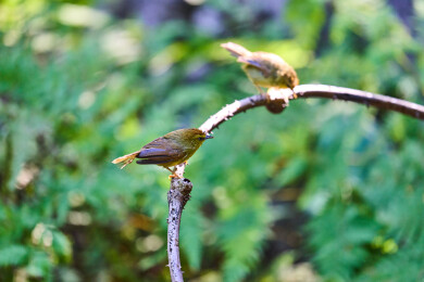 户外森林里栖息的野生鸟类