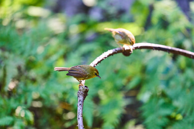 户外森林里栖息的野生鸟类