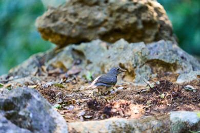户外森林里栖息的野生鸟类