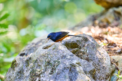 户外森林里栖息的野生鸟类