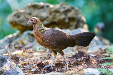 户外森林里栖息的野生鸟类