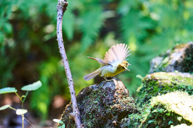 户外森林里栖息的野生鸟类