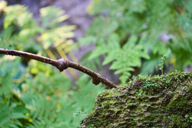户外森林里栖息的野生鸟类