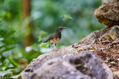户外森林里栖息的野生鸟类