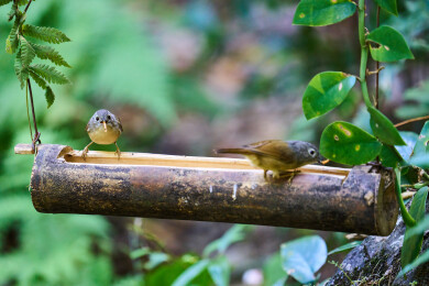 户外森林里栖息的野生鸟类
