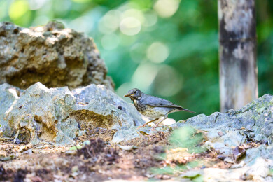 户外森林里栖息的野生鸟类