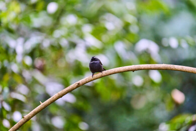 户外森林里栖息的野生鸟类