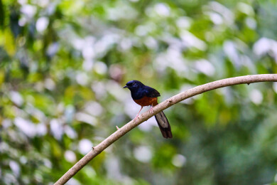 户外森林里栖息的野生鸟类