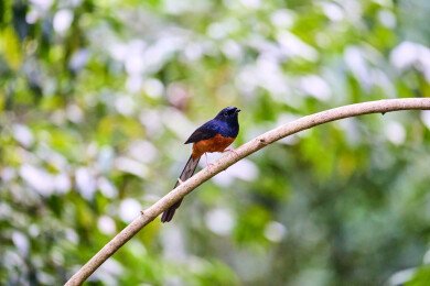 户外森林里栖息的野生鸟类