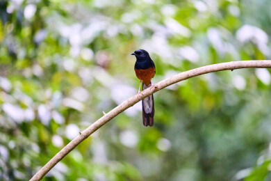 户外森林里栖息的野生鸟类