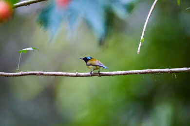 户外森林里栖息的野生鸟类
