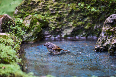 户外森林里栖息的野生鸟类
