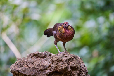 户外森林里栖息的野生鸟类