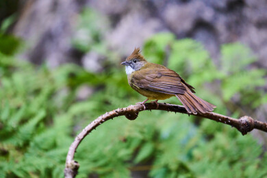 户外森林里栖息的野生鸟类