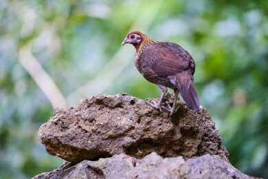 户外森林里栖息的野生鸟类
