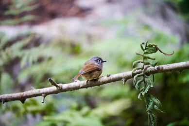 户外森林里栖息的野生鸟类
