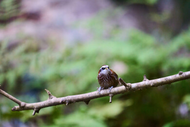 户外森林里栖息的野生鸟类