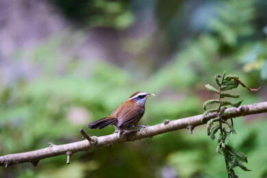 户外森林里栖息的野生鸟类